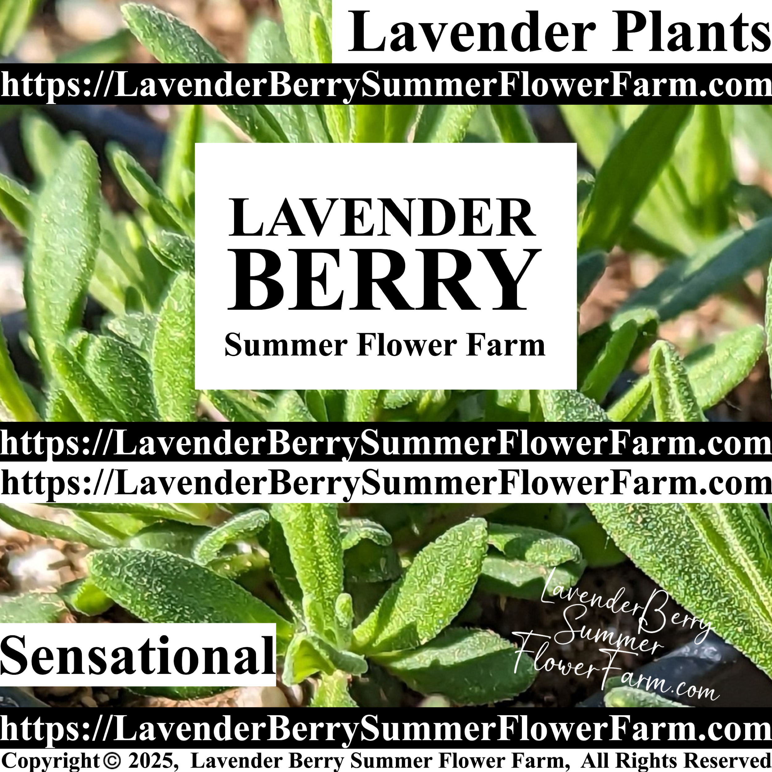 Goodwin Creek Lavender Plants & Plug Trays – Buy Lavender Plants